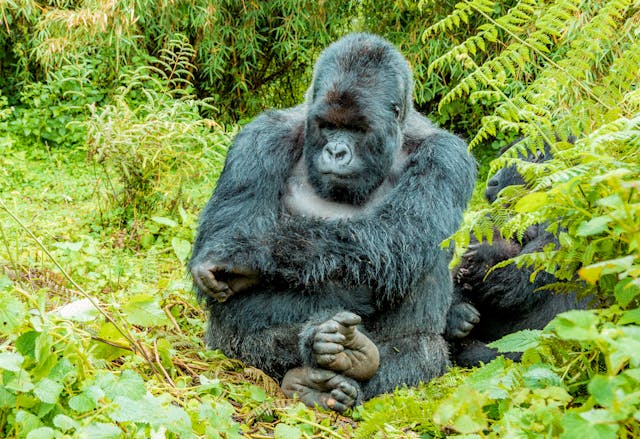 Gorilla Trekking in Uganda